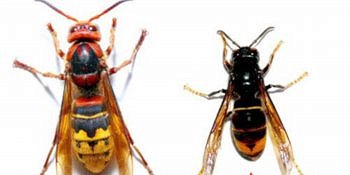 Lire la suite à propos de l’article Frelon asiatique en Auvergne Rhône-Alpes : appel à la vigilance