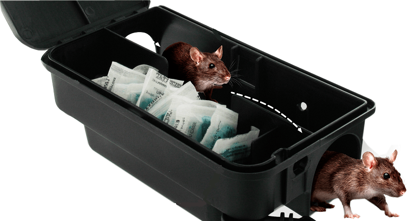 Lire la suite à propos de l’article Rats à La Brosse: les pièges sont posés