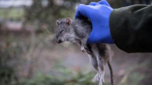 Lire la suite à propos de l’article Présence de rats ? Signalez-le en Mairie !