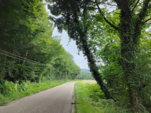 Lire la suite à propos de l’article Danger route de Travers : un arbre menace de tomber sur la route