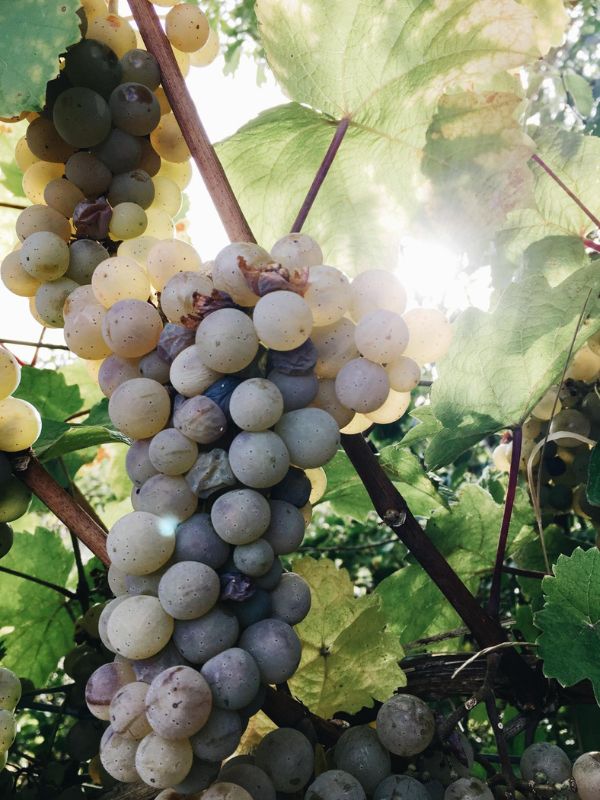 Vendanges à la Brosse