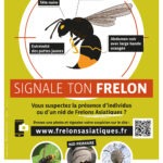 Frelon asiatique : vous le voyez ? Signalez !