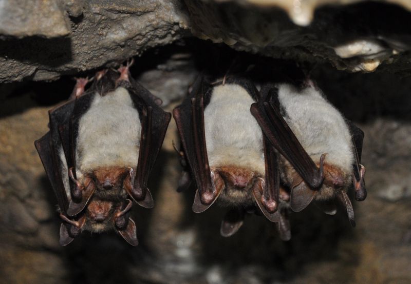 Journée internationale de la chauve-souris
